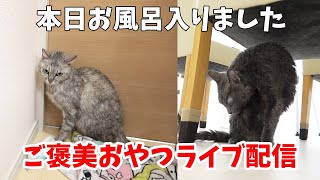 猫にマグロあげるご褒美配信