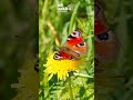 Lots of butterflies starting to appear, including the peacock butterfly 🦋 #butterfly #photography