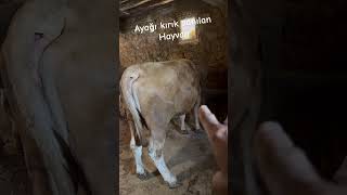 Ayağı Kırık Sanılan Hayvan