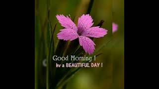 Good morning video  💛 Happy Thursday Good morning status video #goodmorning #happythursday #shorts