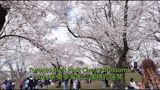 2024 Toronto High Park Cherry Blossoms 1 多倫多海帕公園櫻花盛開 1