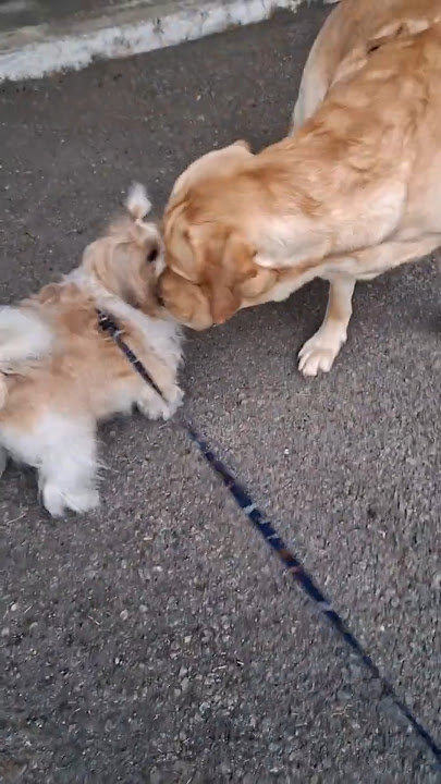 milo trapped😢  #itsmemilo #viral #pets #puppy #dog #dogowners #petlover #dogo #like #share #ytshorts