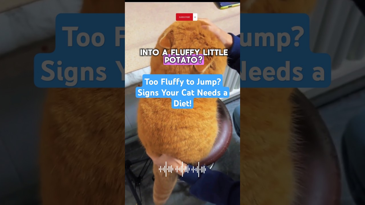 Too Fluffy to Jump? Signs Your Cat Needs a Diet! 