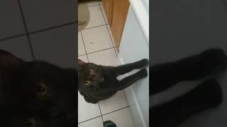 My cat FREAKS over the sound of whipped cream by BlueYoshiGirl 307,719 views 4 years ago 1 minute, 55 seconds