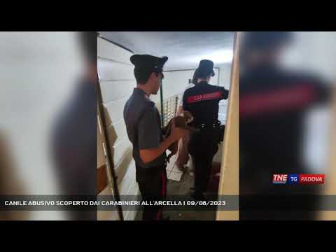 CANILE ABUSIVO SCOPERTO DAI CARABINIERI ALL'ARCELLA | 09/08/2023