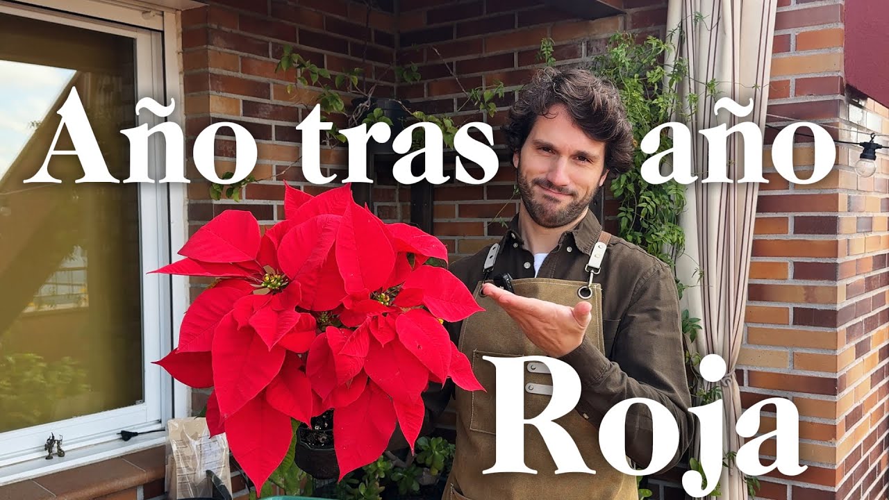 Cuidados de la Poinsettia o Flor de Pascua