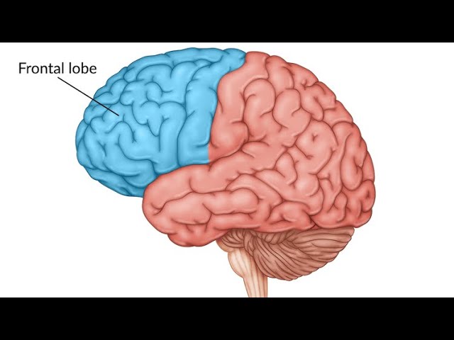 Daniel Caesar - FRONTAL LOBE MUZIK (Feat. Pharrell Williams) 가사해석 class=