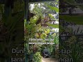 tanaman indoor,area hijau yg memiliki kemampuan tinggi menghasilkan oksigen menyerap polutan udara