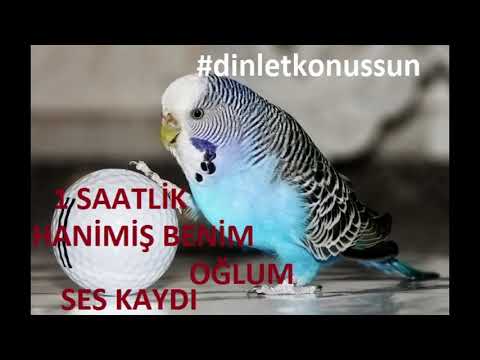 KONUŞAN MUHABBET KUŞU HANİMİŞ BENİM OĞLUM SESİ  #dinletkonuşsun