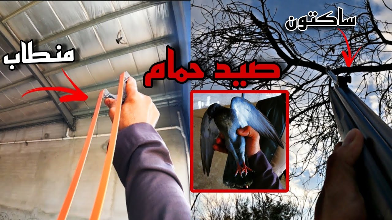 صيد حمام في الهناجر والبر