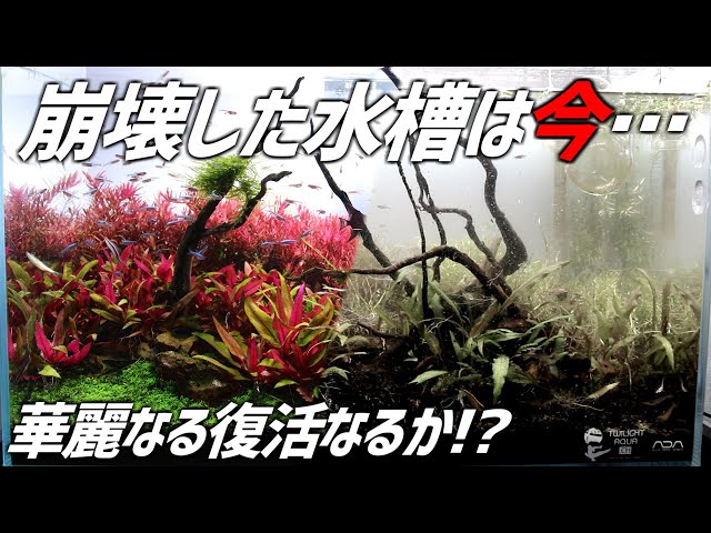 大型流木　完全には沈みません現在半年程度使用　馳物必要！最初画像にて！　流木　現在使用中 大型流木 完全には沈みません現在半年程度使用 馳物必要！最初画像にて