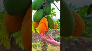 Slicing a ripe papaya directly from the tree to reveal its vibrant orange flesh and seeds