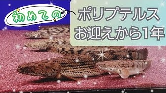 ポリプテルス Youtube