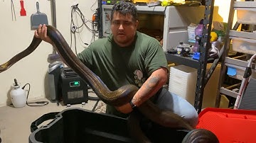 Watch me clean my reticulated python’s cage. Valyria!