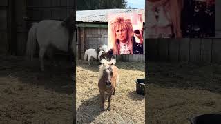 #miniature #horse #ponies #davidbowie who wore it better?! #labrynth