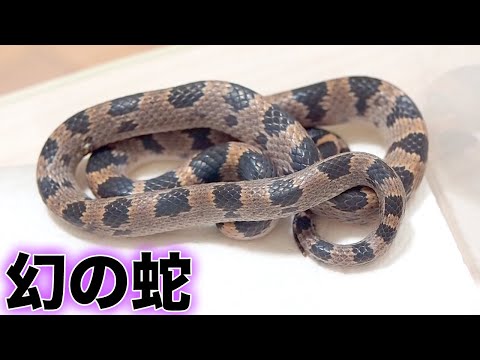 ３匹の蛇 I got a super rare phantom snake! - YouTube