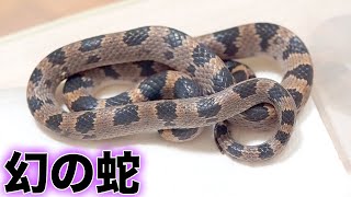 I got a super rare phantom snake! - YouTube