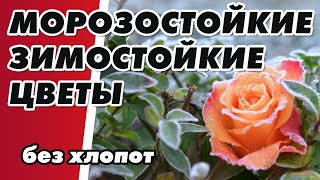 МОРОЗОСТОЙКИЕ ЗИМОСТОЙКИЕ ЦВЕТЫ, с которыми меньше всего хлопот! #морозостойкие  #цветы #сад