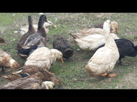 Video: Evdə Pekin ördək: Fotoşəkilləri Ilə Addım-addım Reseptlər