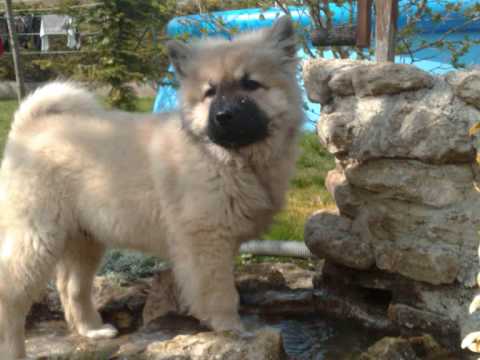 mon eurasier Django à 4 mois - YouTube mon eurasier Django à 4 mois - YouTube