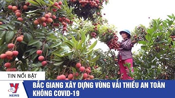 Bắc Giang xây dựng vùng vải thiều an toàn không Covid-19 - VNEWS