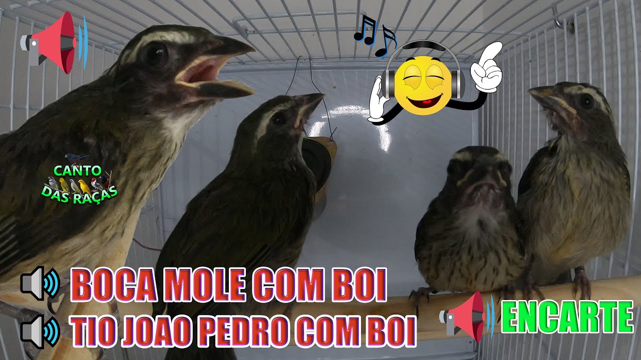 🔴 ENCARTE TRINCA FERRO 🔥 BOCA MOLE COM BOI / TIO JOAO PEDRO COM BOI / trinca ferro saltador similis