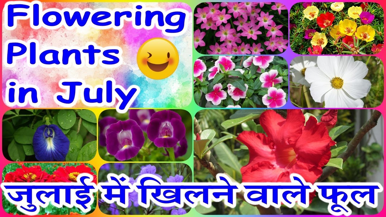 Flowers That Bloom in July जुलाई में खिलने वाले फूल Hindi/Urdu