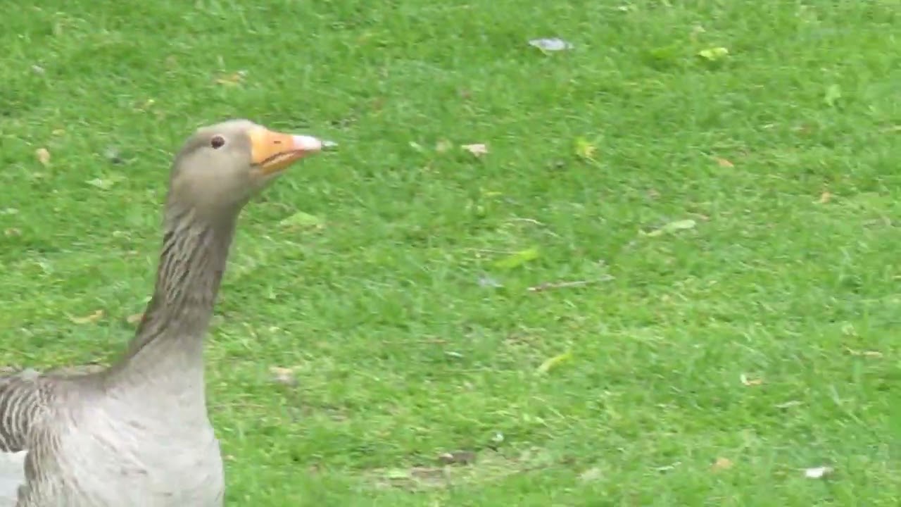Greylag geese noises