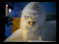 【懐かしのCM】フリスキー モンプチ【ナレーション:細川俊之】