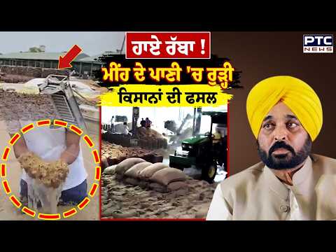 ਮੀਂਹ ਦੇ ਪਾਣੀ 'ਚ ਰੁੜ੍ਹੀ ਕਿਸਾਨਾਂ ਦੀ ਫਸਲ,ਮੰਡੀ 'ਚ ਝਰਨੇ ਵਾਂਗ ਚੱਲ ਰਿਹਾ ਪਾਣੀ | Punjab Weather | Punjab News