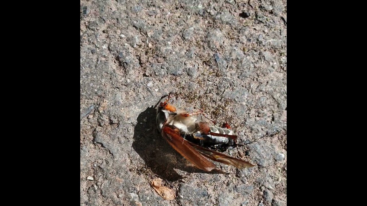 beetle, Käfer, coléoptère, scarabée, coleottero, escarabajo, besouro, майский жук, chroust,