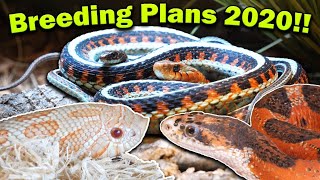 Snake Breeding Plans 2020!!