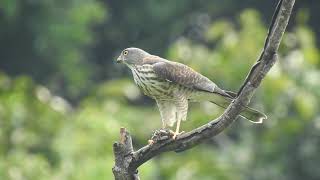 赤腹鷹亞成鳥覓食蟬-1090911-北投鳳梨宅