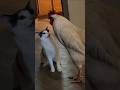 ネッコさん見て癒やされたら寝ろwww #動物 #ネコ