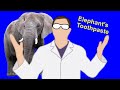Let's Make Elephant's Toothpaste