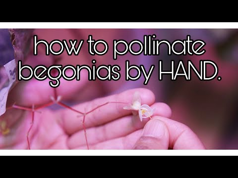 بیگونیاس کو ہاتھ سے کیسے پالا جائے | Bagaimana proses persilangan begonia.