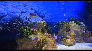 coral reef wallpaper - fish video wallpaper screenshot 3