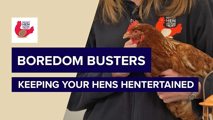 British Hen Welfare Trust | Hen Health | Boredom Busters