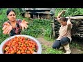 Harvesting Chilli and Cucumber | Village Rural Affairs | Bijaya Limbu