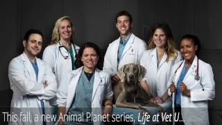 Life at Vet U