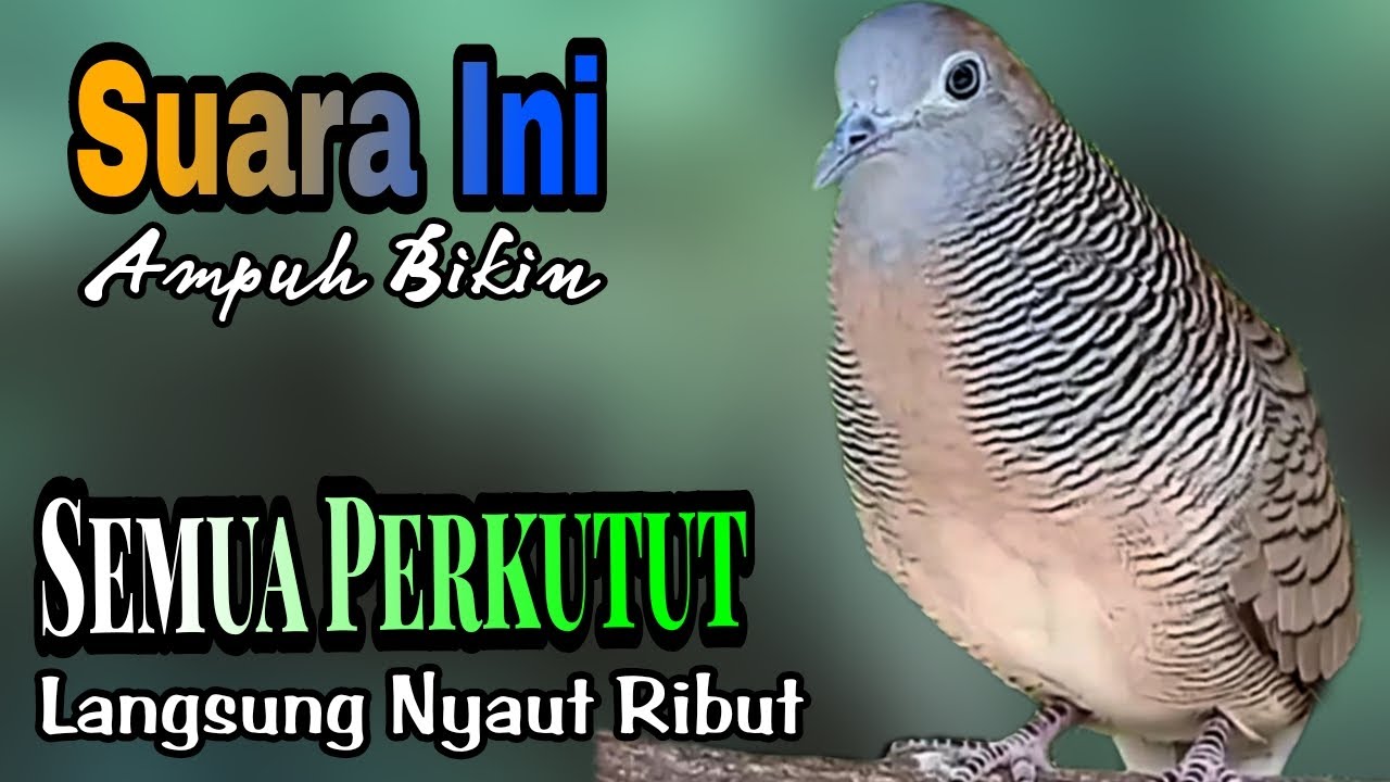 PANCINGAN PERKUTUT SUARA PALING DISUKAI SEMUA JENIS PERKUTUT SEKALI DENGAR PASTI LANGSUNG NYAUT