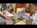 爆泣きで悲しむ赤ちゃんに優しく寄り添って相談に乗ってあげようとする頼もしすぎる柴犬姉さん17歳