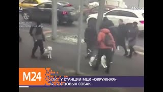 На прохожих у станции МЦК Окружная натравили бойцовских собак - Москва 24 На прохожих у станции МЦК Окружная натравили бойцовских собак - Москва 24