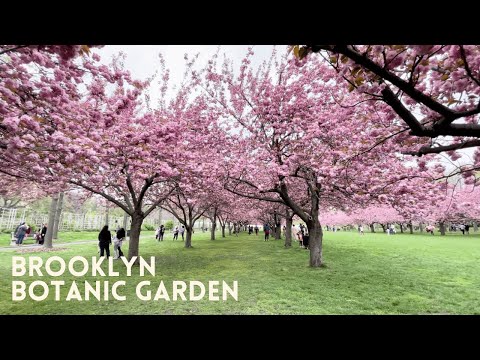Cherry Blossoms at the Brooklyn Botanic Garden NYC