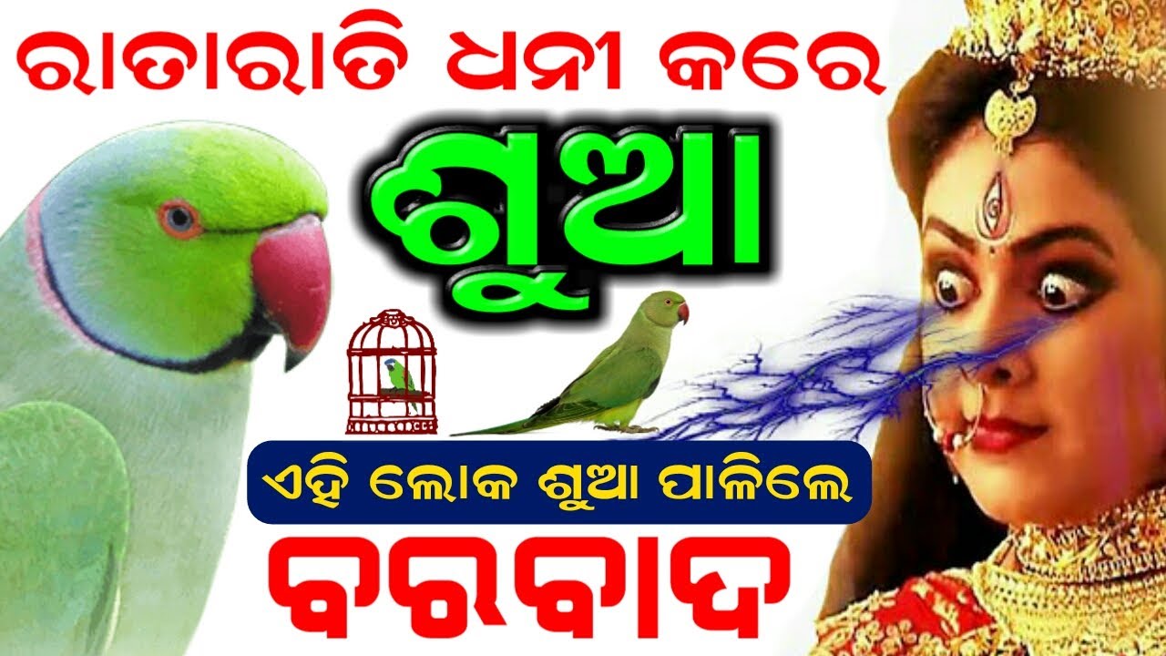 ( ଶୁଆ ) ଆପଣଙ୍କୁ ରାତାରାତି କରିଦିଏ ଧନୀ | ଏହି ଲୋକ ଶୁଆ ରଖିଲେ ସର୍ବନାଶ | Odia Vastu Tips, Parrot