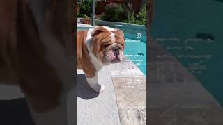 English Bulldog Chunk Calculating  Smartest Bulldog in the World #dogs #funny #cute #bulldog