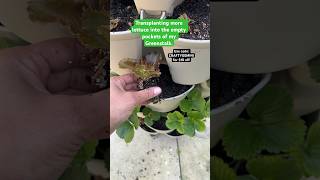 Still lovin’ my Greenstalk! Order yours with code: CRAFTYGEMINI for $10 off at Greenstalkgarden.com