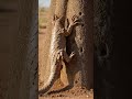Pangolin: The Prehistoric Tank with a Tongue Longer Than Its Body