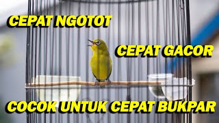 PANCINGAN PLECI CEPAT GACOR DAN BUKPAR , SANGAT EFEKTIF