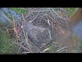 Presidio of San Francisco Live Cam - Great Horned Owl Nest